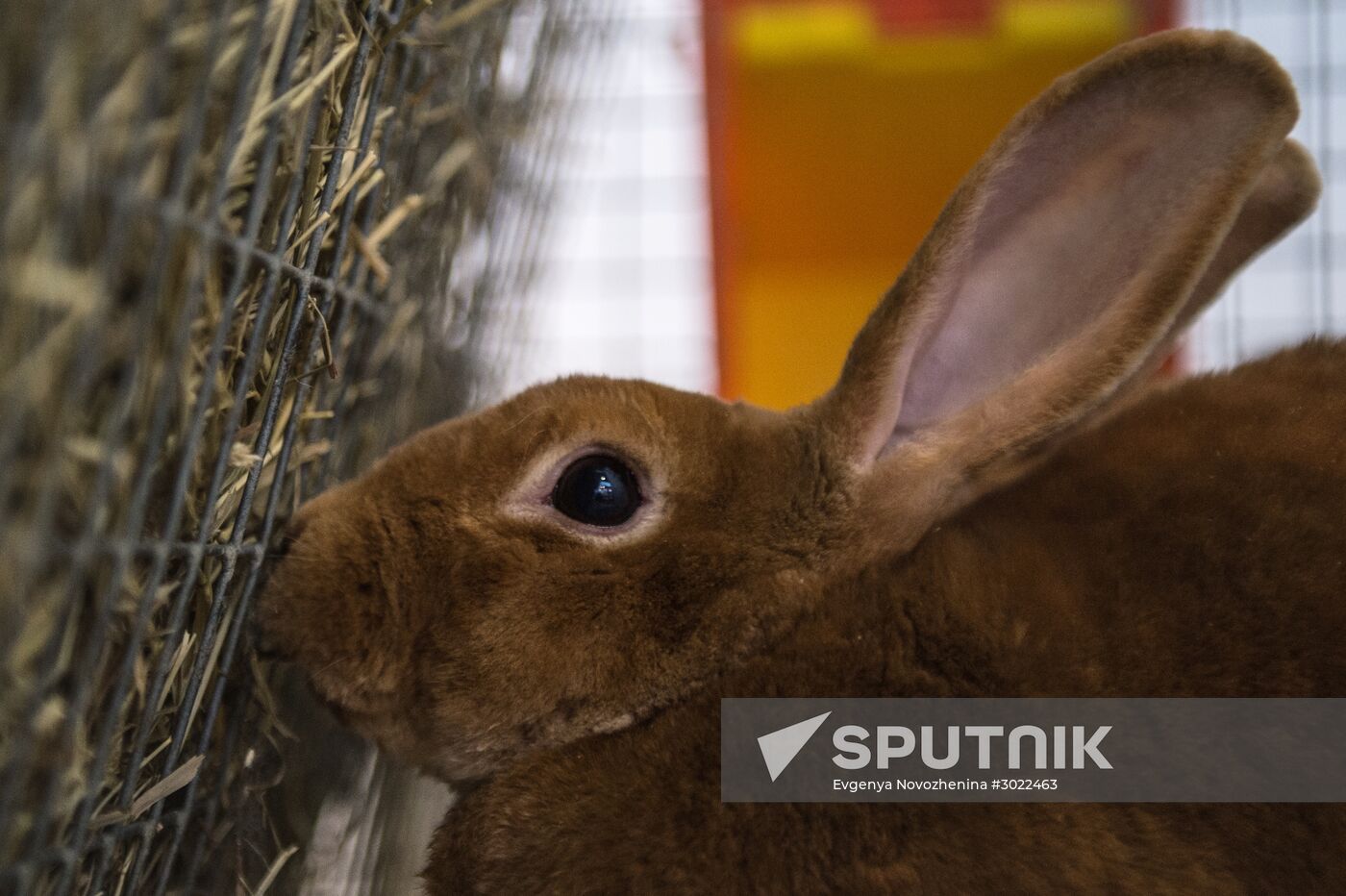 Preparing animals for AgroFarm Exhibition