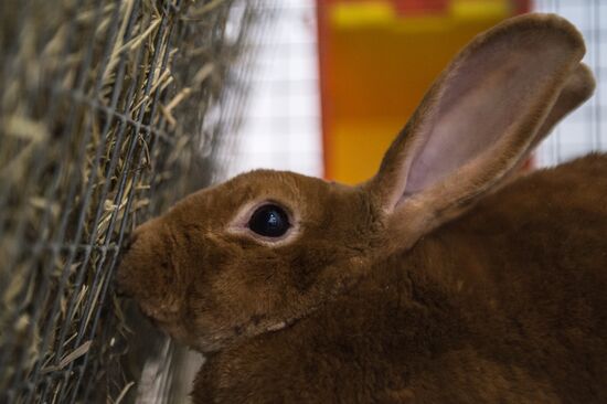 Preparing animals for AgroFarm Exhibition