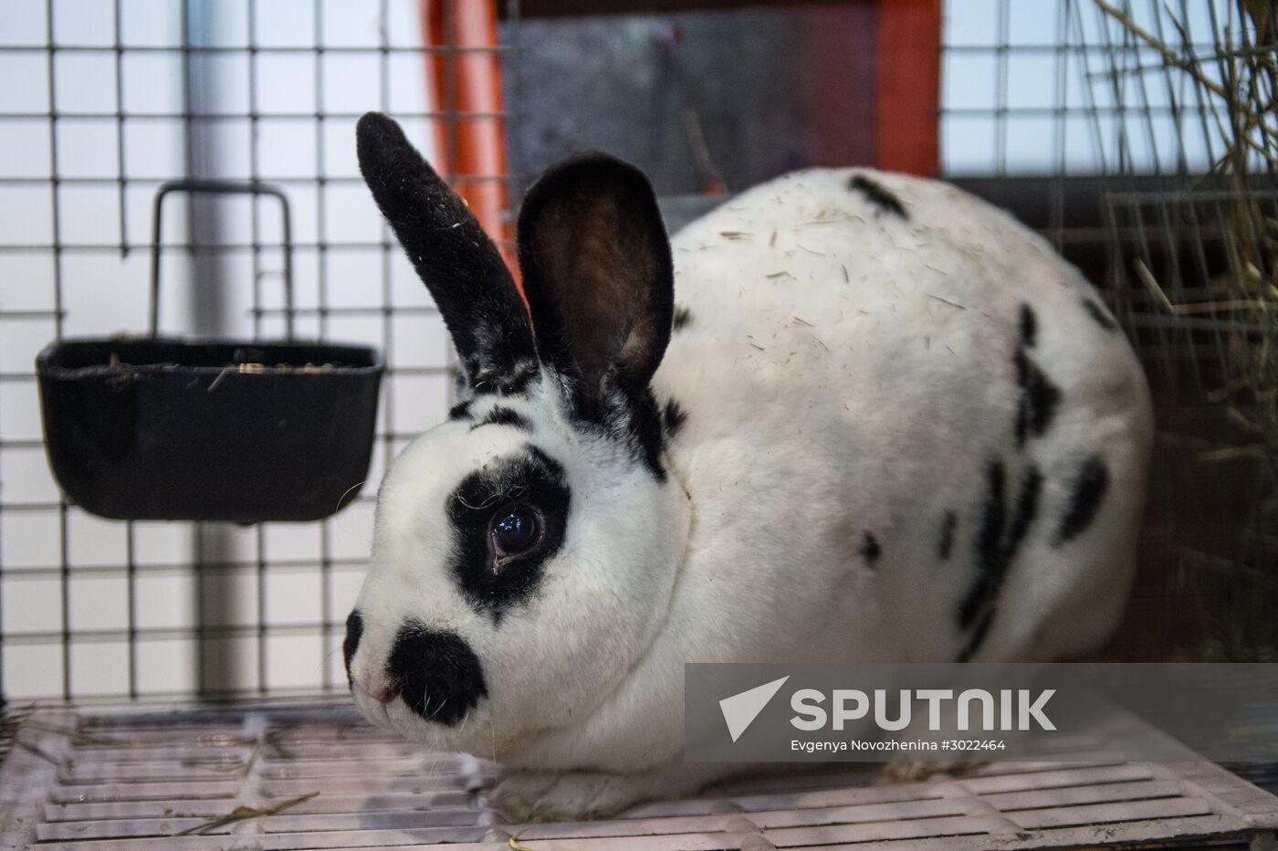 Preparing animals for AgroFarm Exhibition