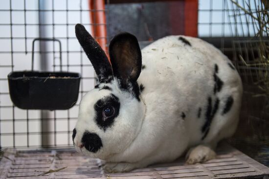 Preparing animals for AgroFarm Exhibition