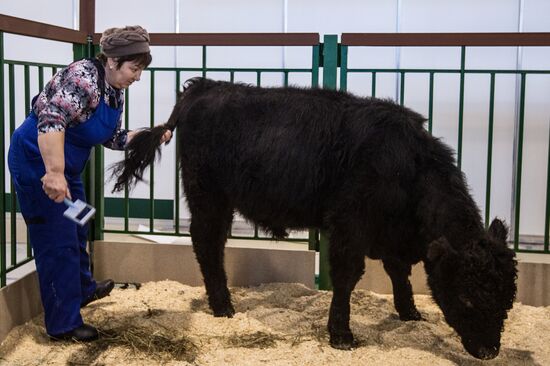 Preparing animals for AgroFarm Exhibition