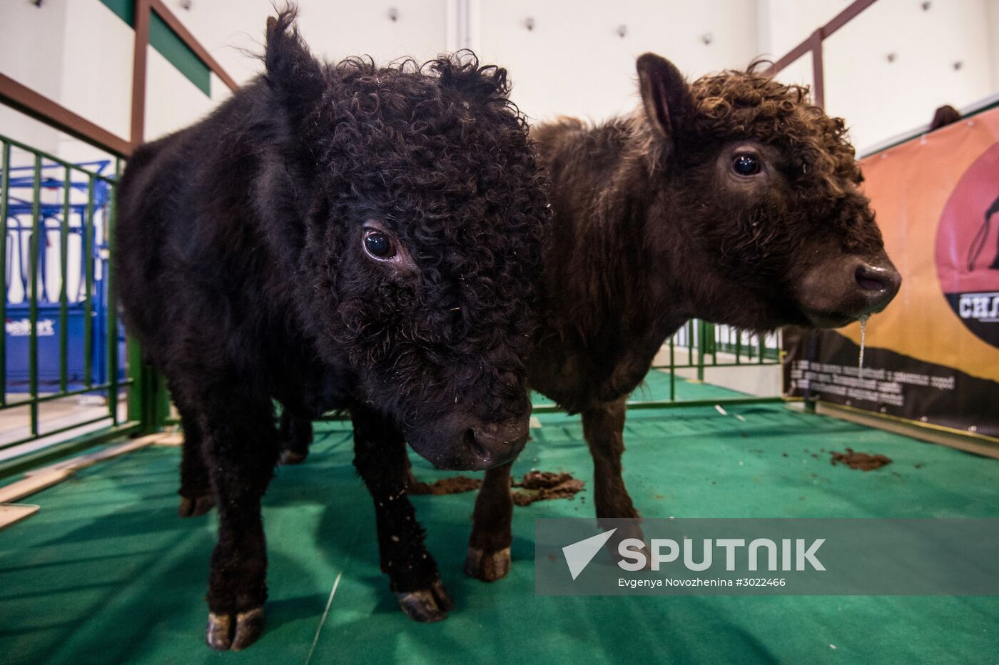 Preparing animals for AgroFarm Exhibition