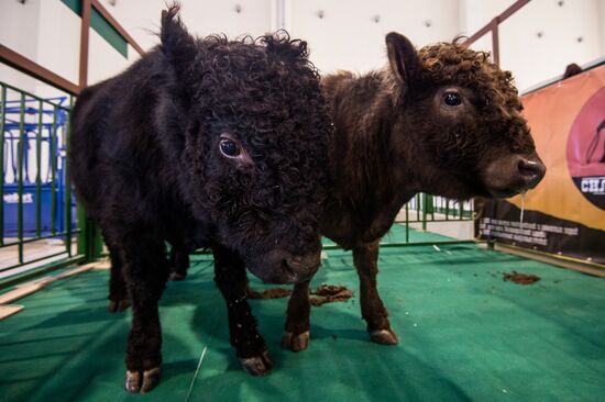 Preparing animals for AgroFarm Exhibition