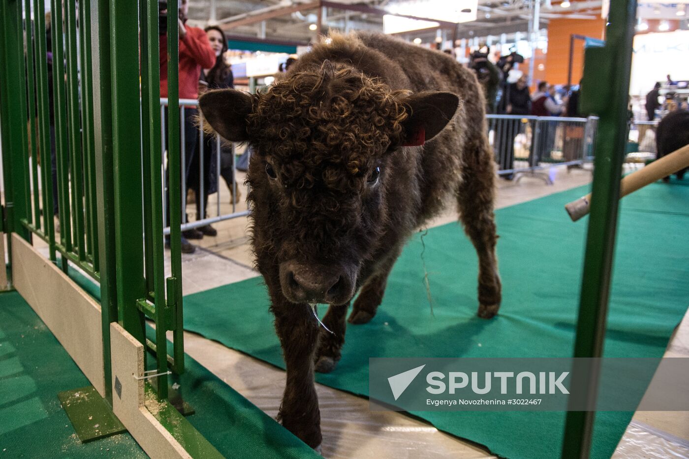 Preparing animals for AgroFarm Exhibition