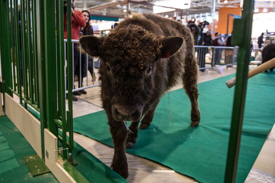 Preparing animals for AgroFarm Exhibition