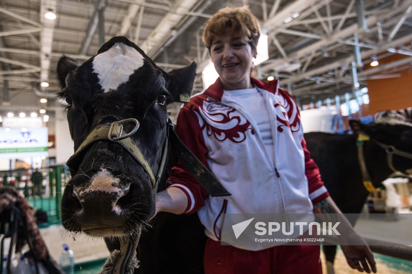 Preparing animals for AgroFarm Exhibition