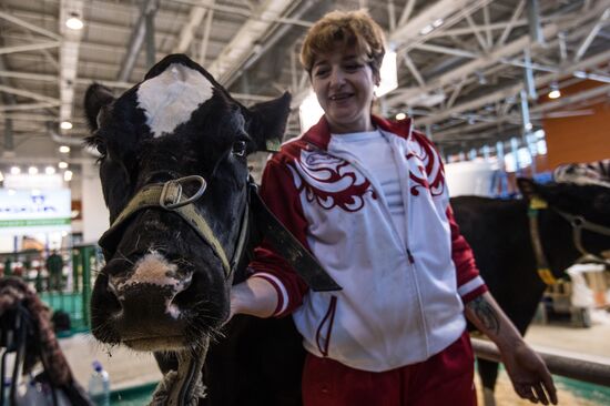 Preparing animals for AgroFarm Exhibition