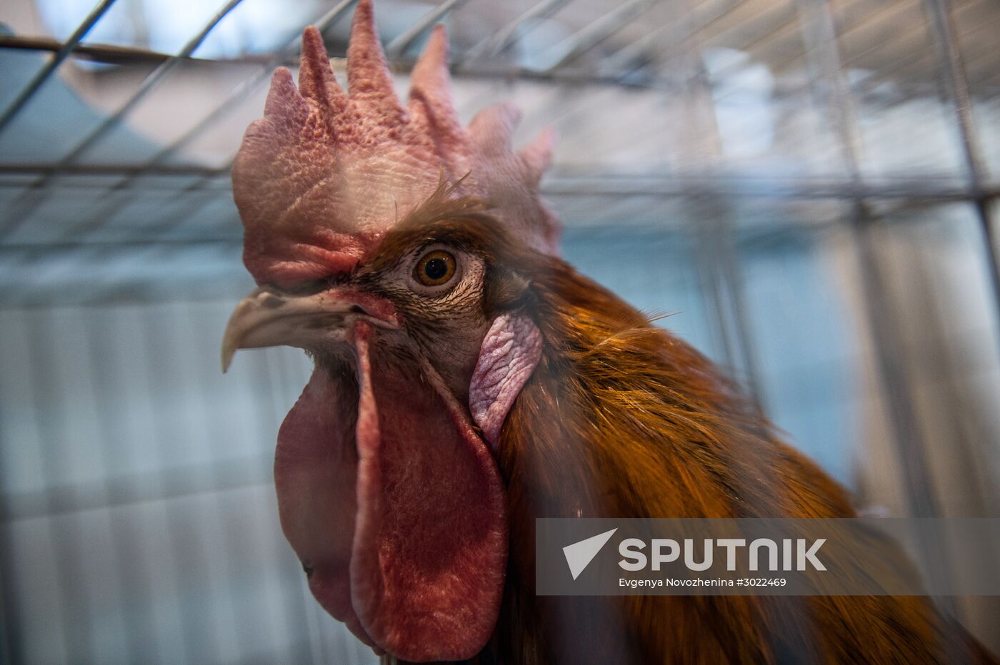 Preparing animals for AgroFarm Exhibition