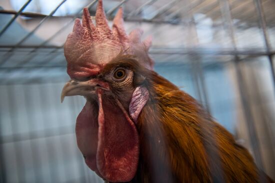 Preparing animals for AgroFarm Exhibition