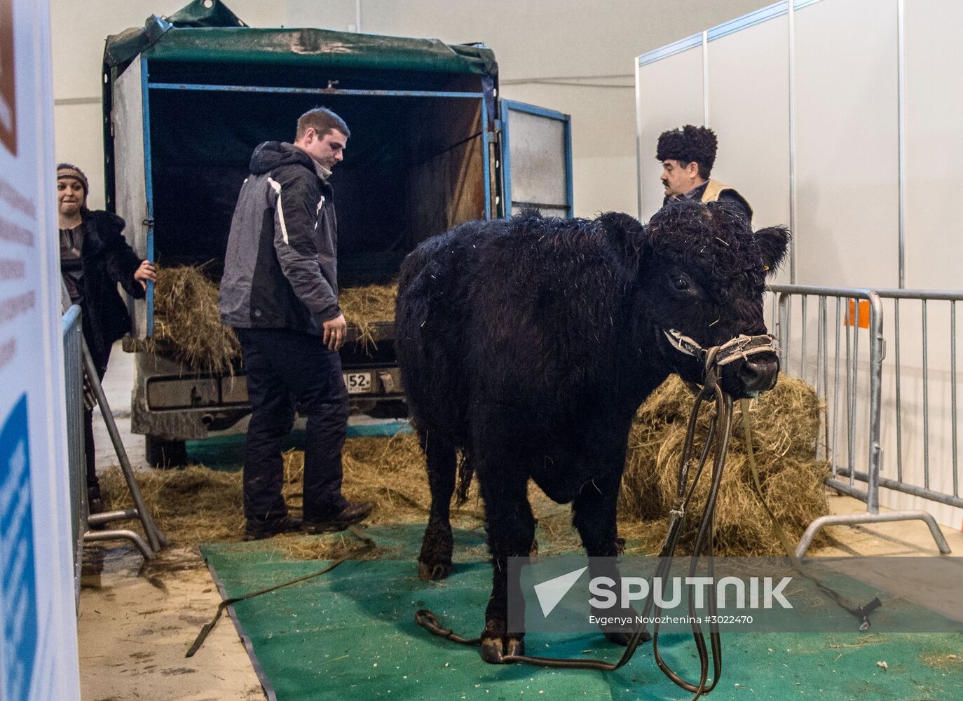 Preparing animals for Agro-Farm Exhibition