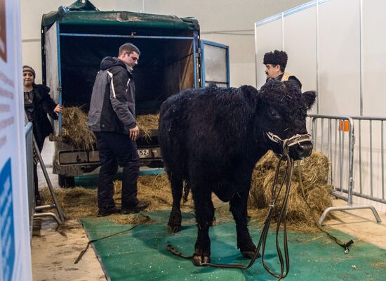 Preparing animals for Agro-Farm Exhibition