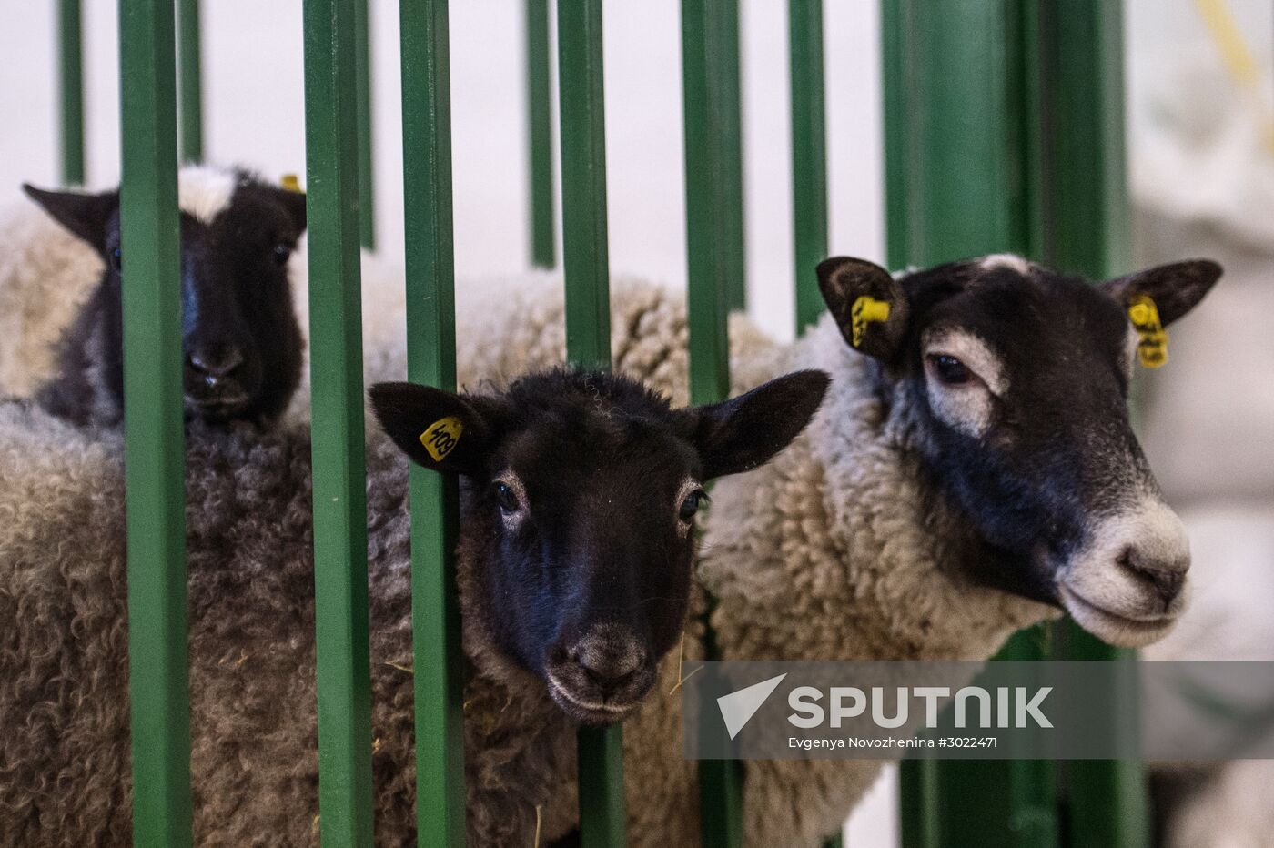 Preparing animals for AgroFarm Exhibition