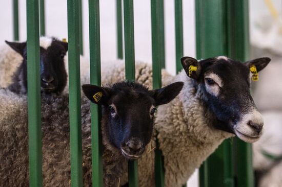 Preparing animals for AgroFarm Exhibition