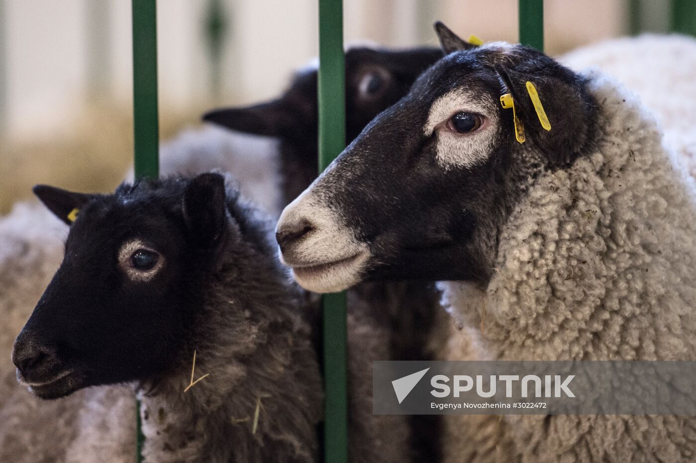 Preparing animals for AgroFarm Exhibition