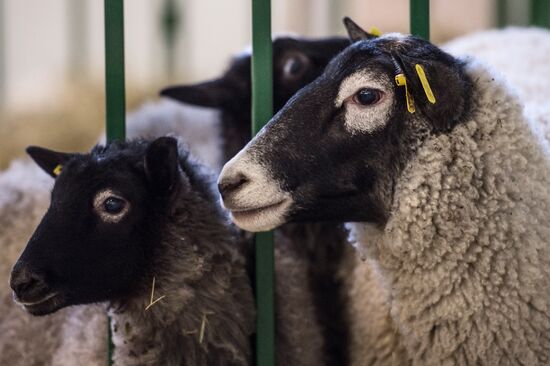 Preparing animals for AgroFarm Exhibition