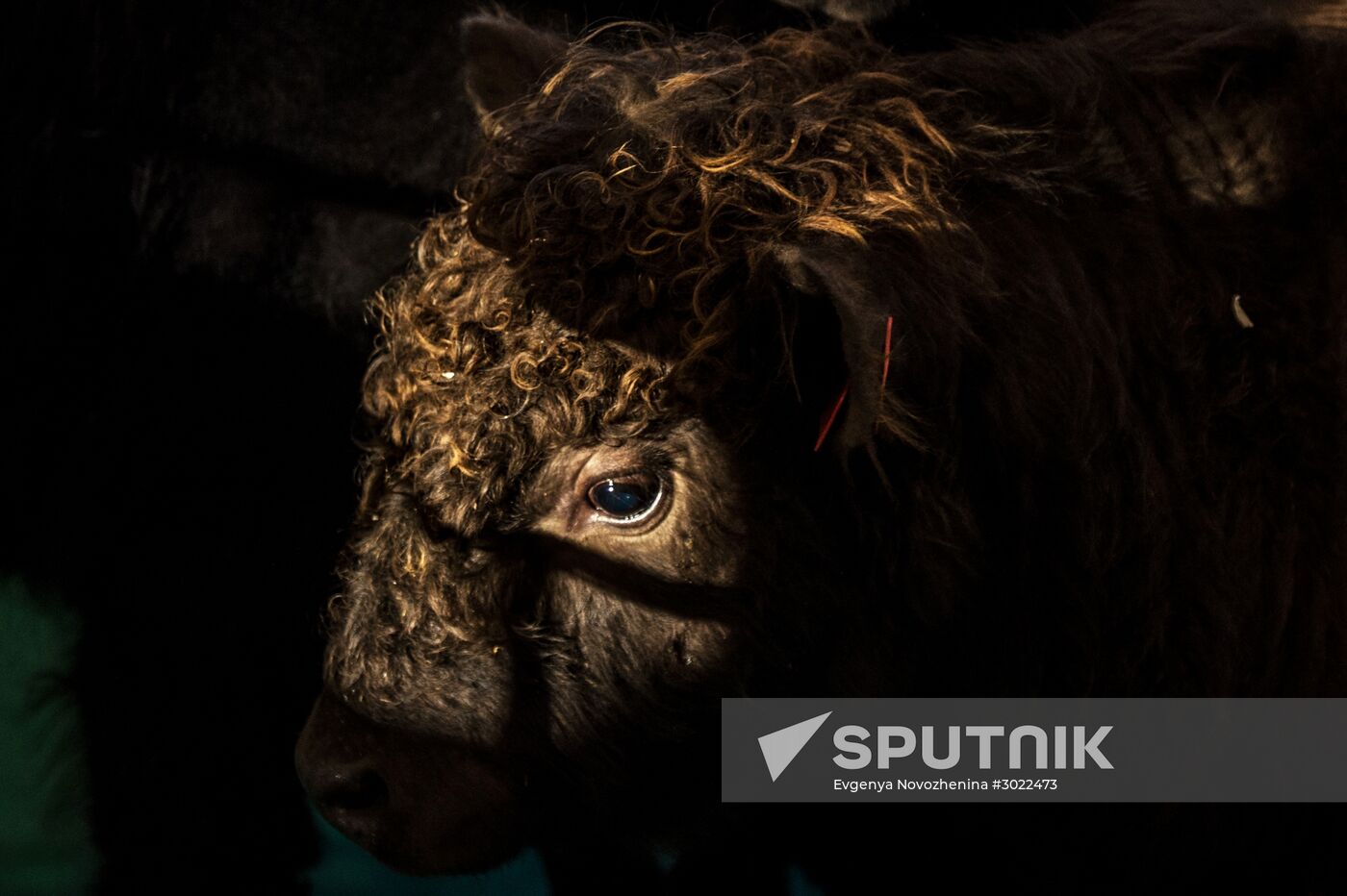 Preparing animals for AgroFarm Exhibition