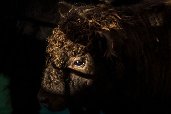 Preparing animals for AgroFarm Exhibition