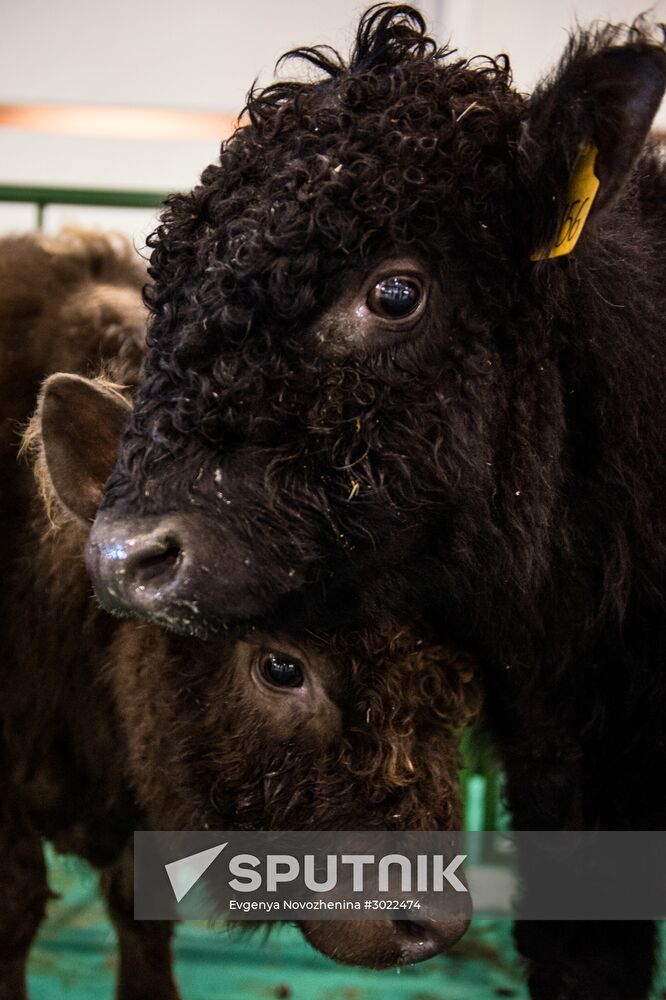 Preparing animals for Agro-Farm Exhibition