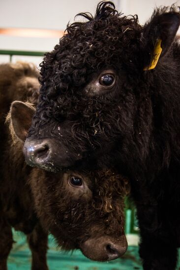 Preparing animals for Agro-Farm Exhibition