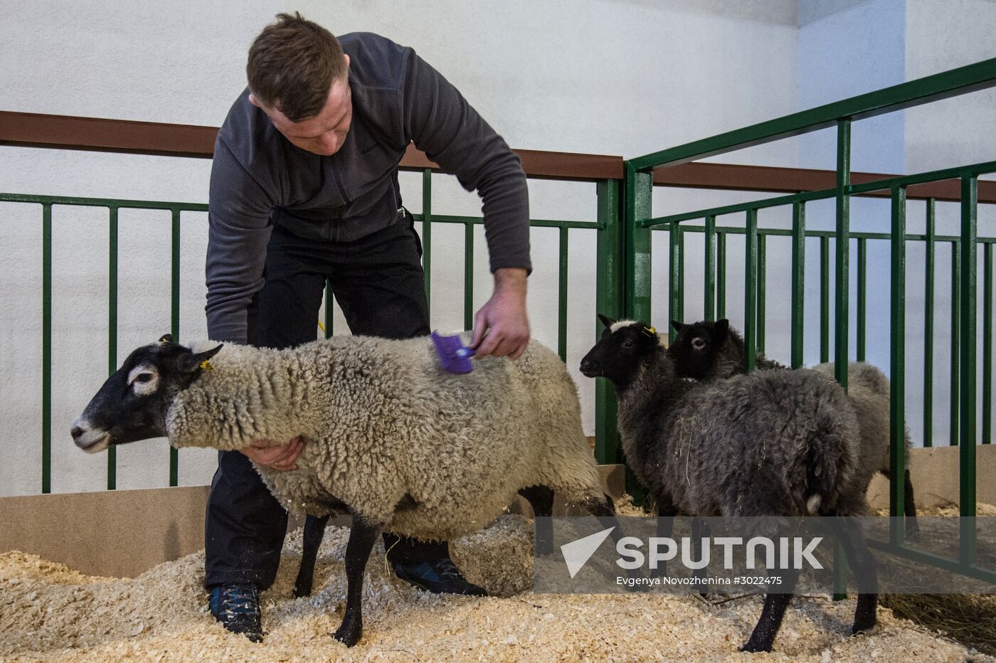 Preparing animals for AgroFarm Exhibition