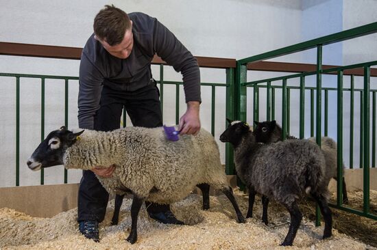 Preparing animals for AgroFarm Exhibition