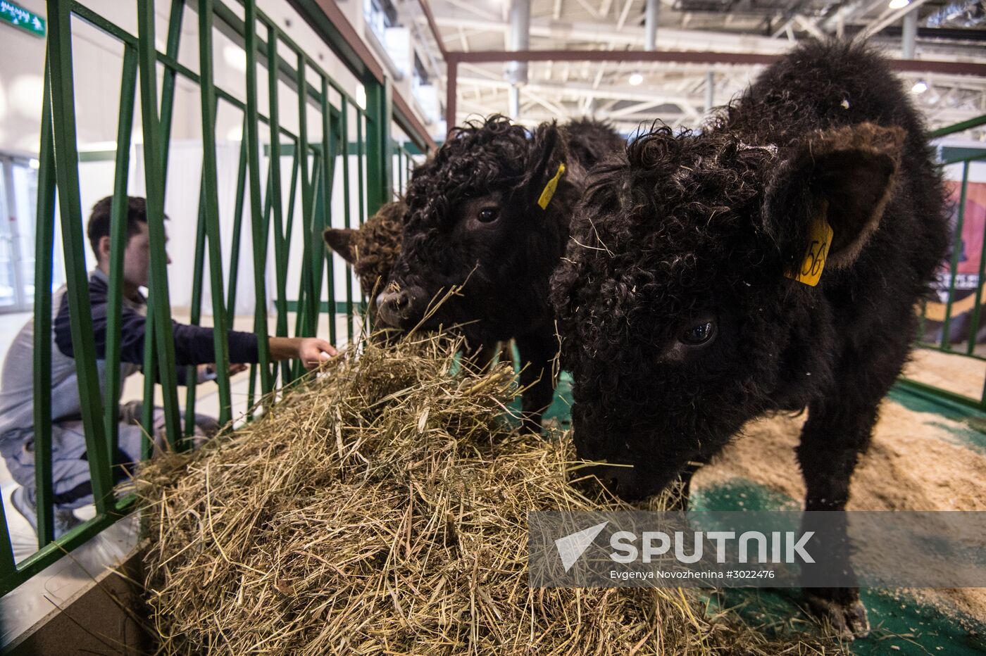 Preparing animals for Agro-Farm Exhibition