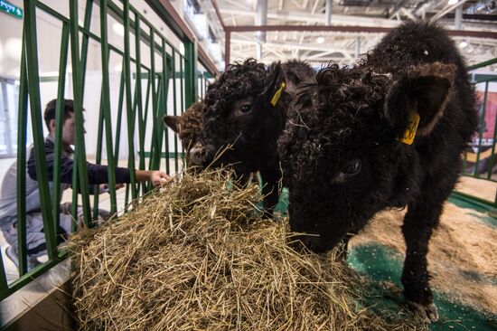 Preparing animals for Agro-Farm Exhibition