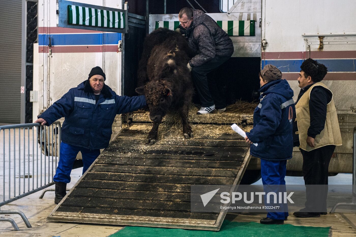 Preparing animals for Agro-Farm Exhibition