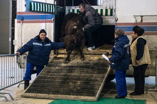 Preparing animals for Agro-Farm Exhibition