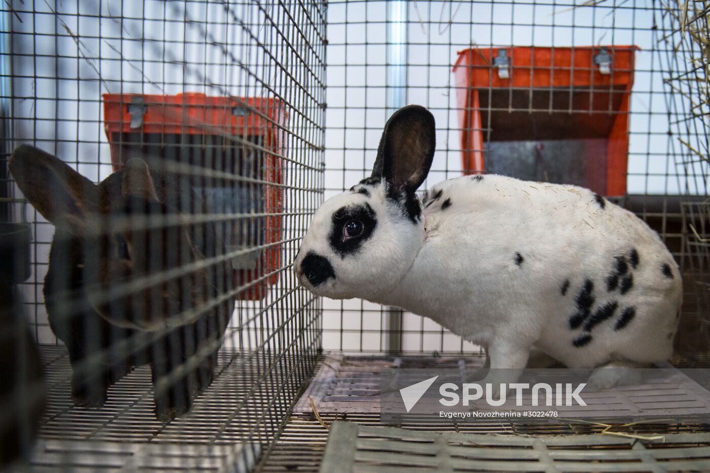 Preparing animals for AgroFarm Exhibition