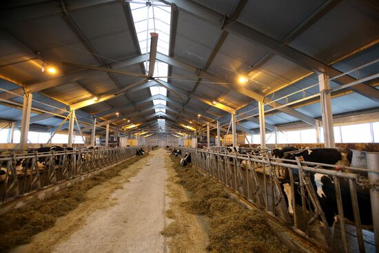 Lenin dairy state farm in Moscow Region