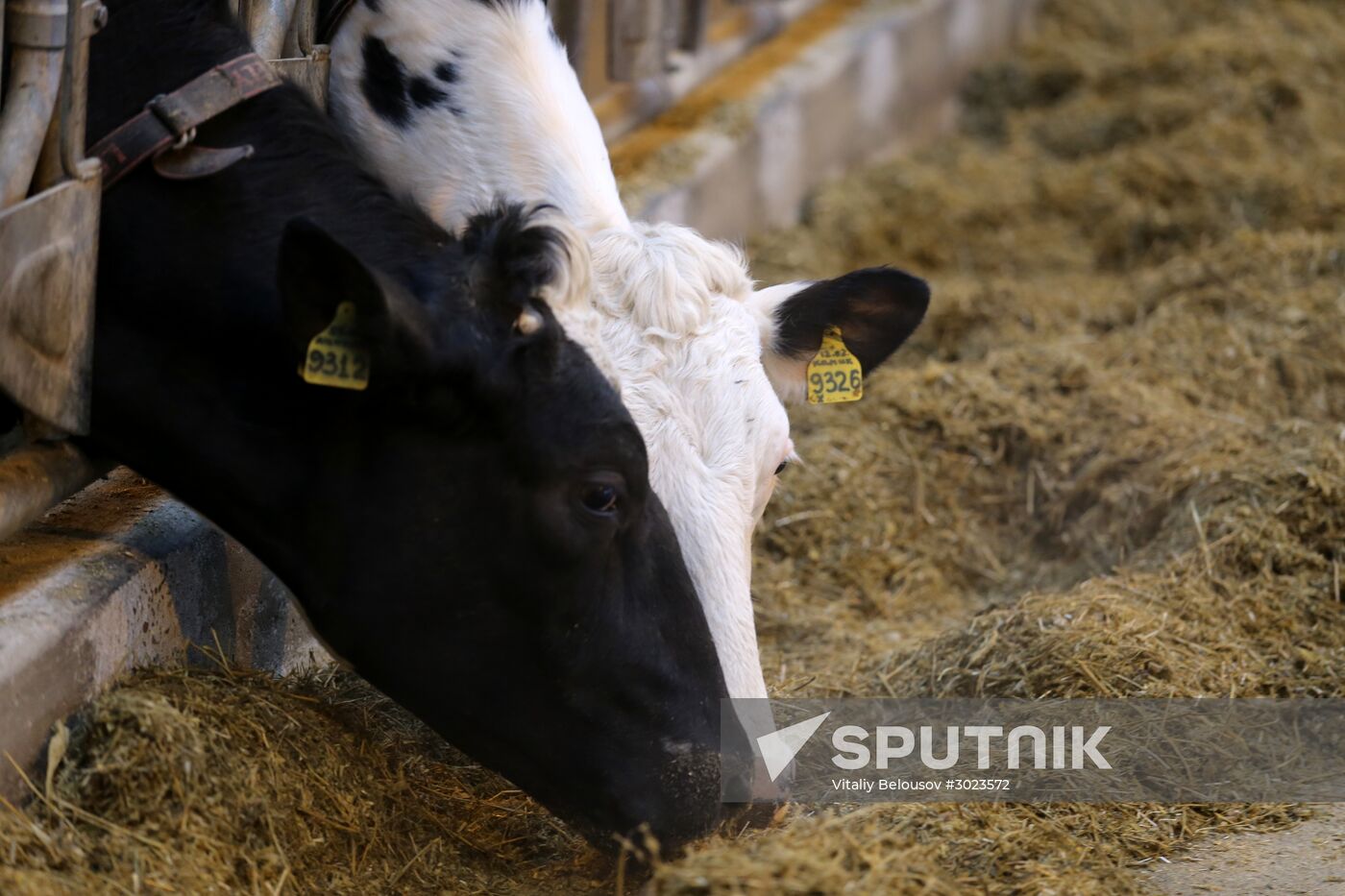 Lenin dairy state farm in Moscow Region