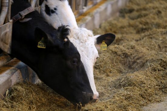 Lenin dairy state farm in Moscow Region