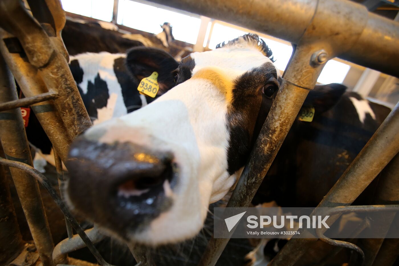 Lenin dairy state farm in Moscow Region