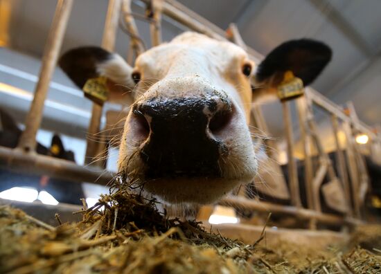 Lenin dairy state farm in Moscow Region