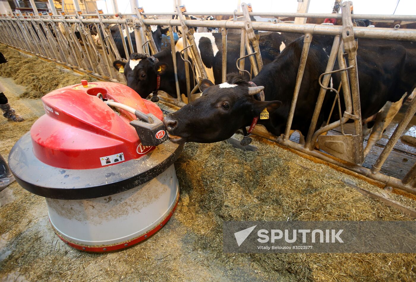 Lenin dairy state farm in Moscow Region