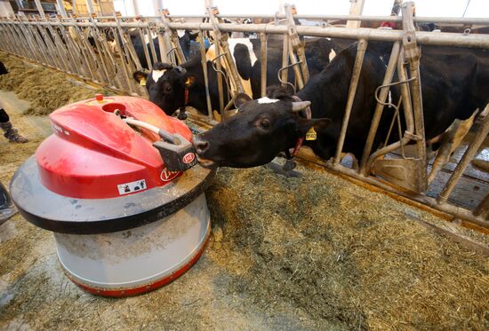 Lenin dairy state farm in Moscow Region