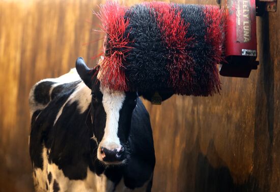 Lenin dairy state farm in Moscow Region