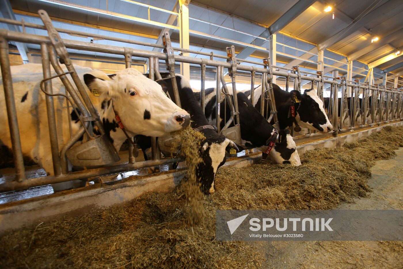 Lenin dairy state farm in Moscow Region