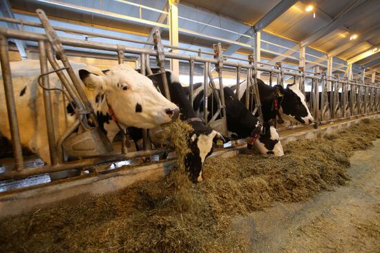 Lenin dairy state farm in Moscow Region