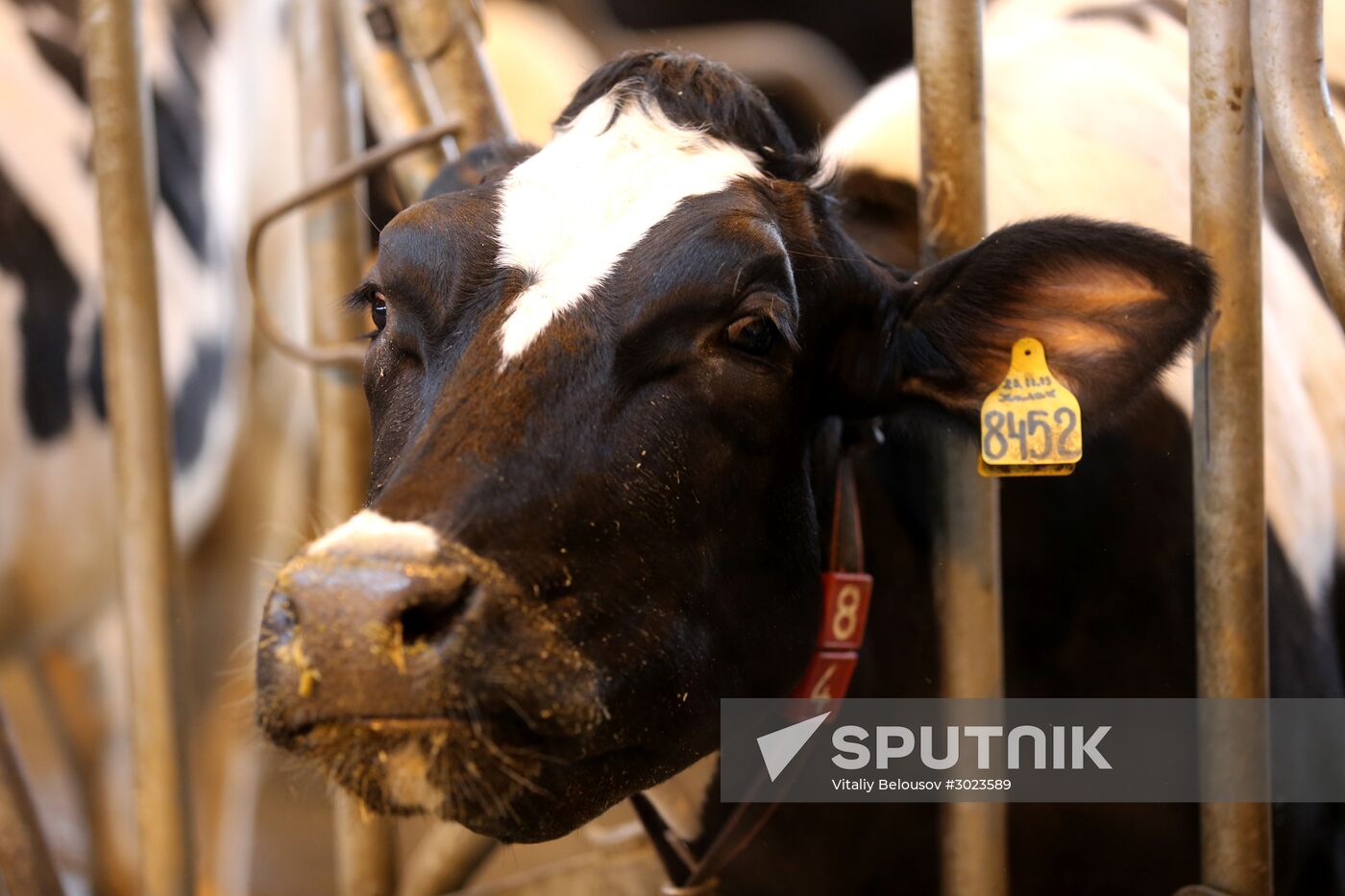 Lenin dairy state farm in Moscow Region