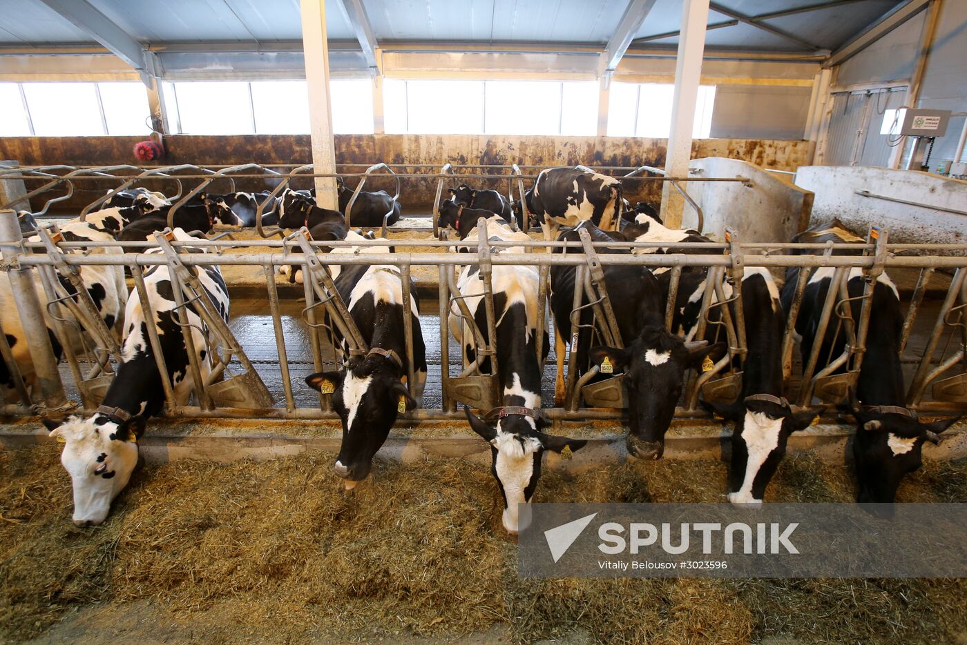 Lenin dairy state farm in Moscow Region
