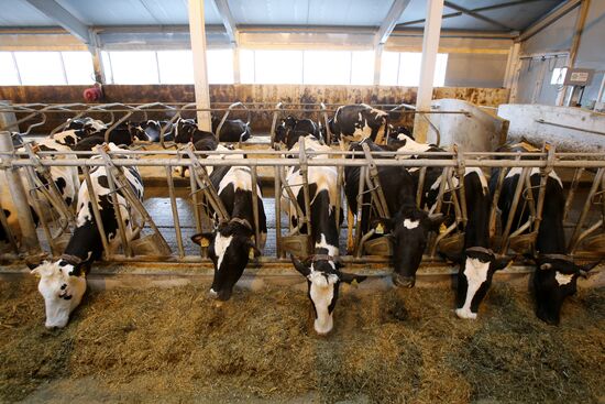 Lenin dairy state farm in Moscow Region