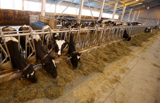 Lenin dairy state farm in Moscow Region