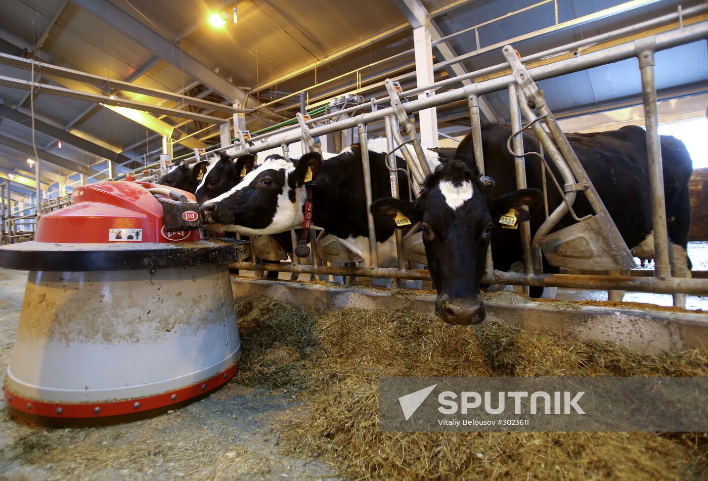 Lenin dairy state farm in Moscow Region