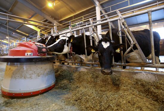 Lenin dairy state farm in Moscow Region
