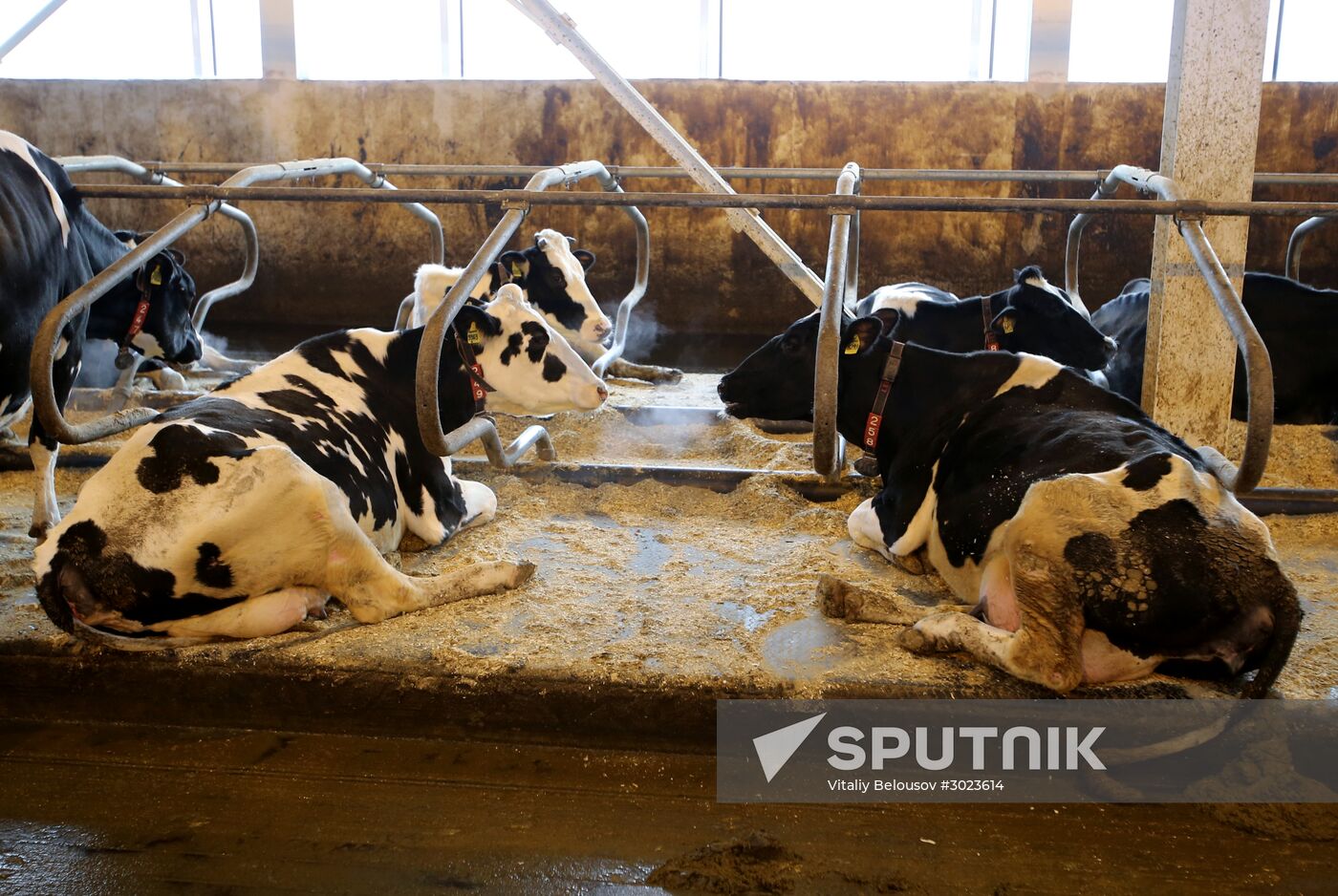 Lenin dairy state farm in Moscow Region