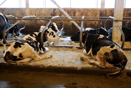 Lenin dairy state farm in Moscow Region
