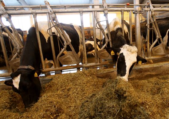 Lenin dairy state farm in Moscow Region