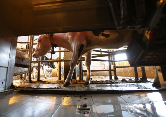 A dairy farm at the Lenin State Farm near Moscow